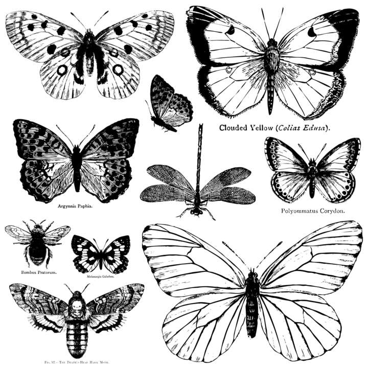 Butterflies dekor pecsét