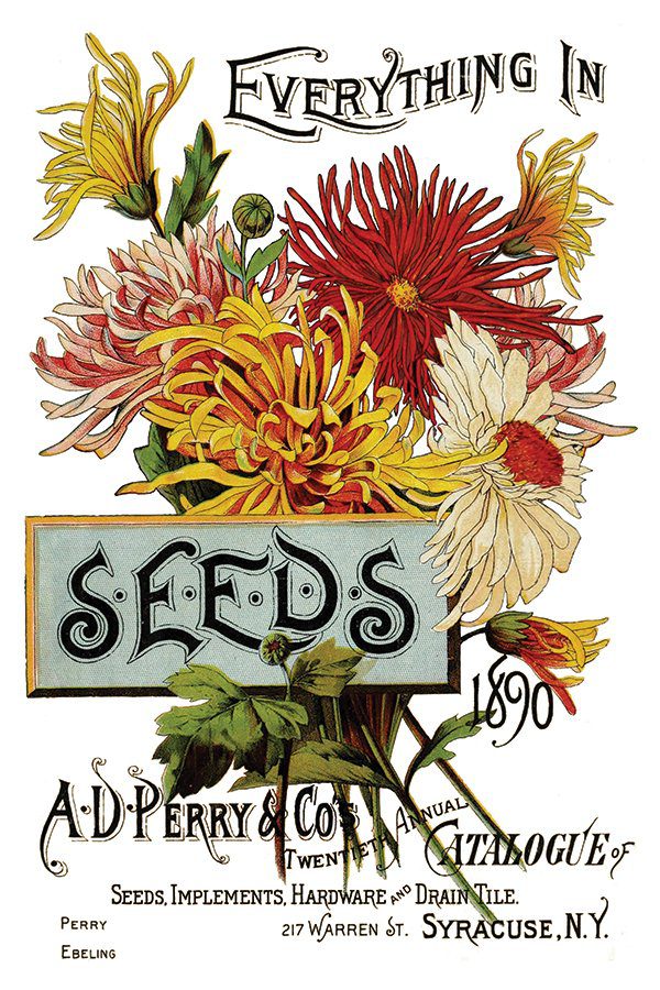 Iod transzfer seeds catalogue minta1