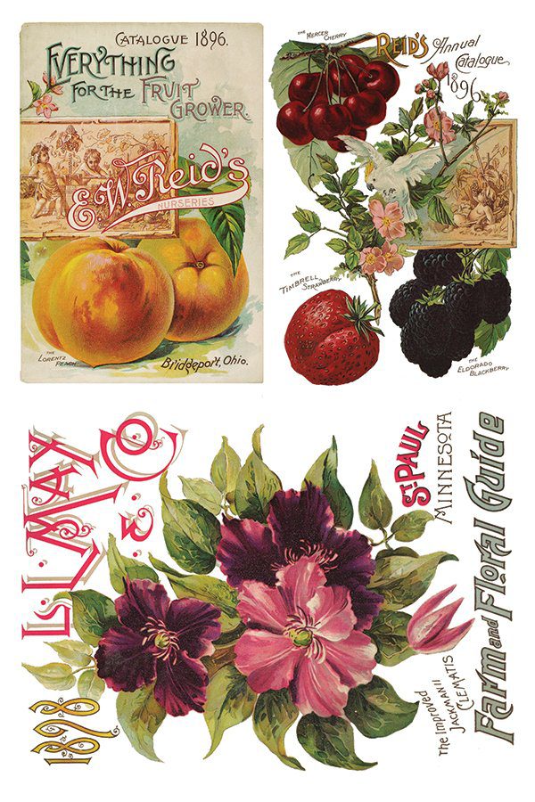 Iod transzfer seeds catalogue minta2