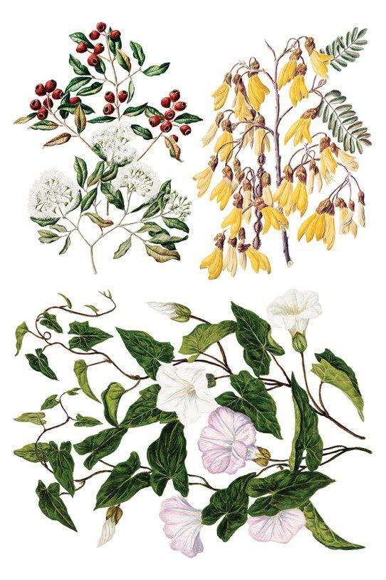 Sarah Featons Botanicals IOD Transzfer oldal 7