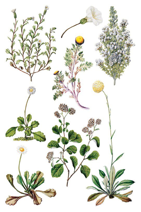 Sarah Featons Botanicals IOD Transzfer oldal 2