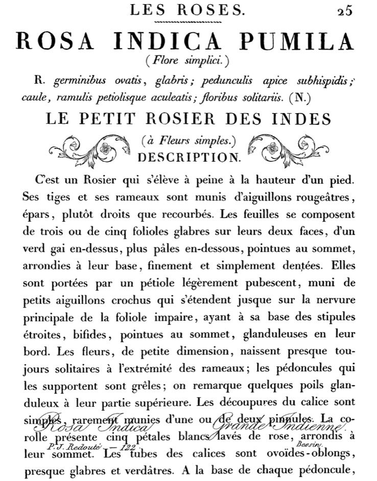 La petit rosier dekor transzfer - kicsi