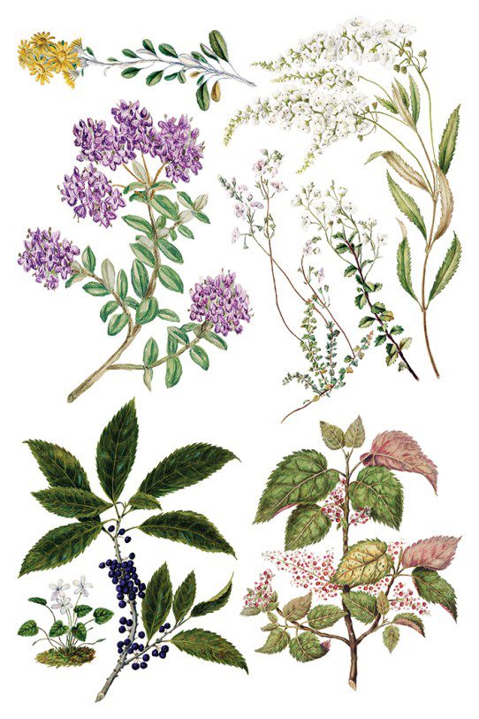 Sarah Featons Botanicals IOD Transzfer oldal 1