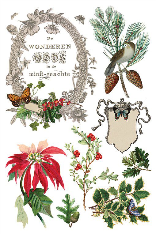 Winter Botanist IOD Transzfer oldal 2