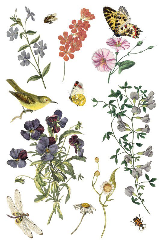 Wild Bloemen transzfer IOD oldal 4
