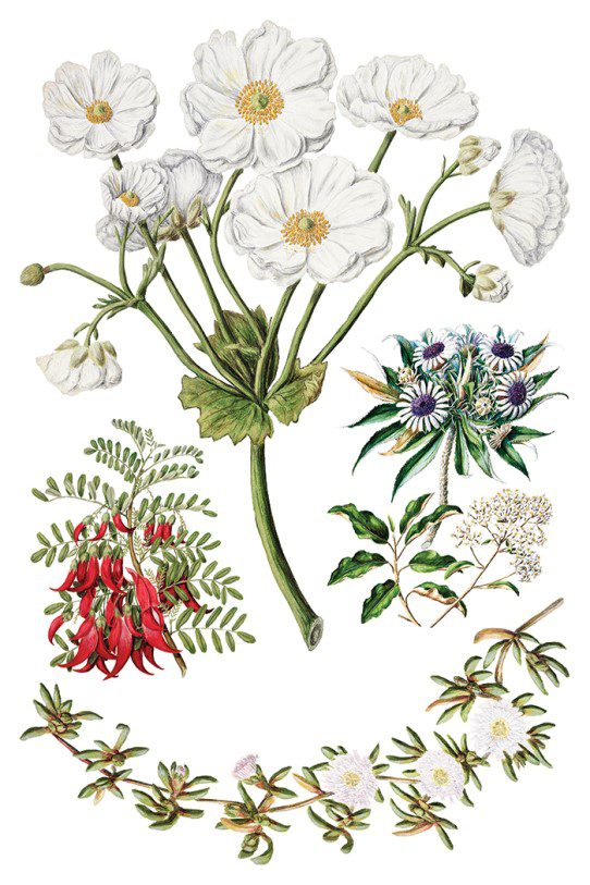 Sarah Featons Botanicals IOD Transzfer oldal 6