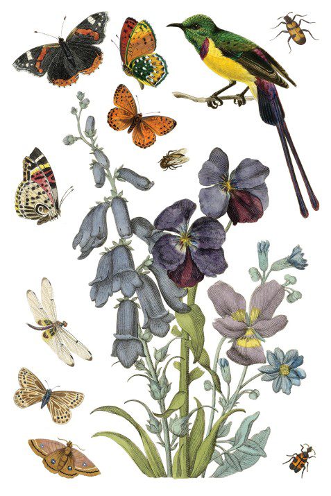 Wild Bloemen transzfer IOD oldal 6