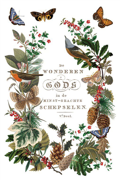 Winter Botanist IOD Transzfer oldal 5