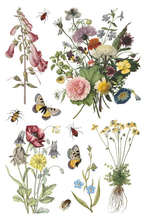 Wild Bloemen transzfer IOD oldal 8