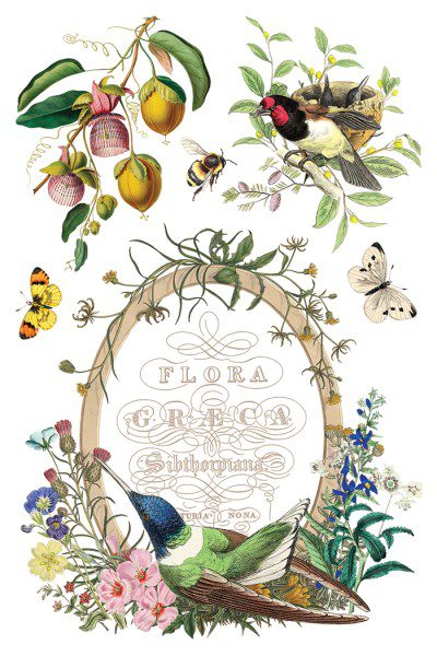 Flora Greca IOD Transzfer oldal 1