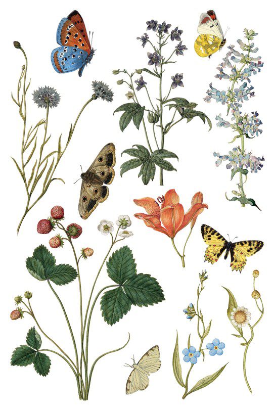 Wild Bloemen transzfer IOD oldal 1