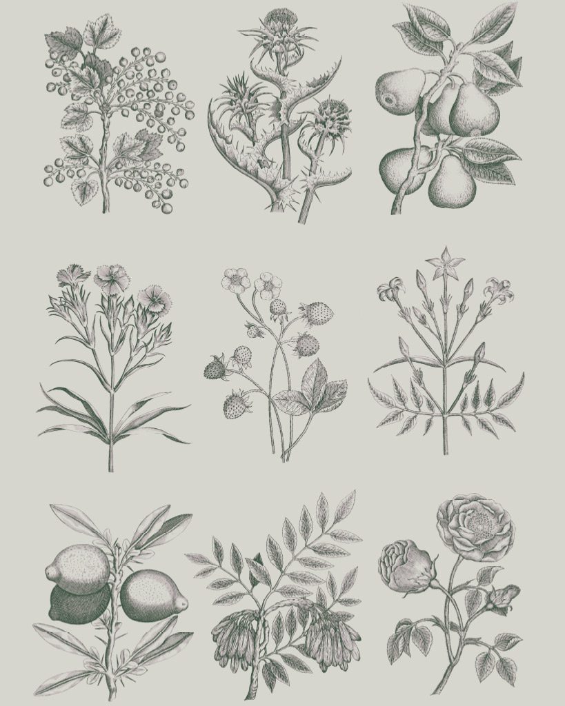 Botanical Drawings Decoupage Papír Annie Sloan