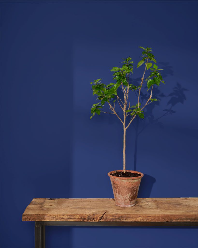Napoleonic Blue Annie Sloan Falfesték