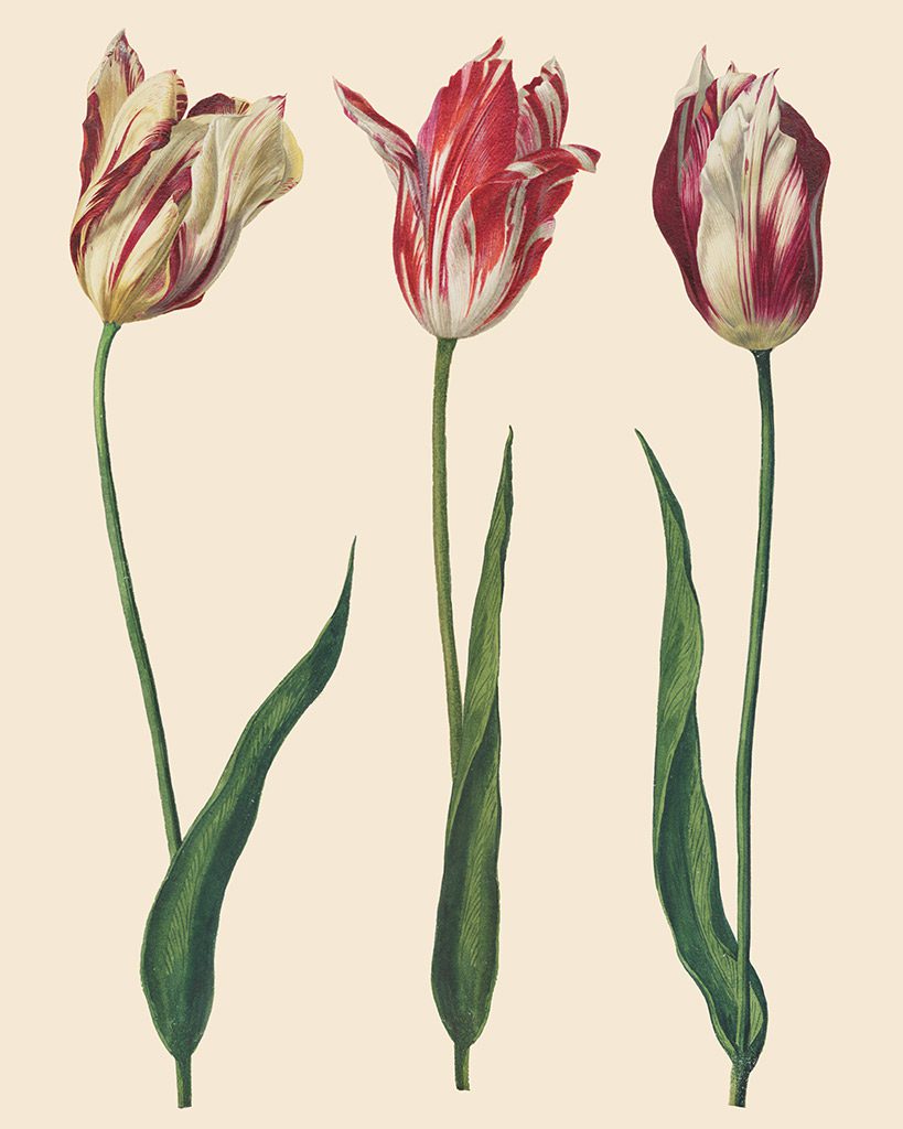Dutch Tulips Decoupage Papír Annie Sloan