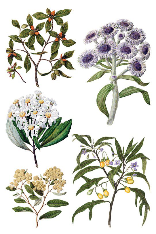 Sarah Featons Botanicals IOD Transzfer oldal 3