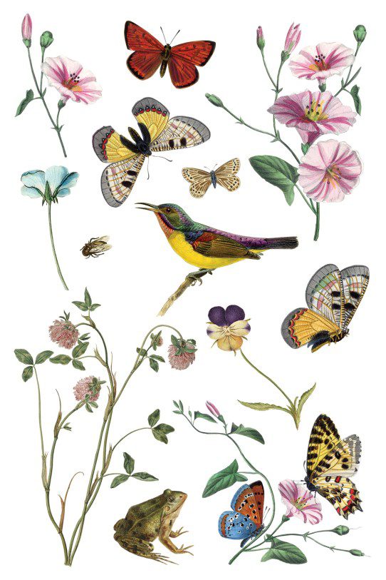 Wild Bloemen transzfer IOD oldal 5