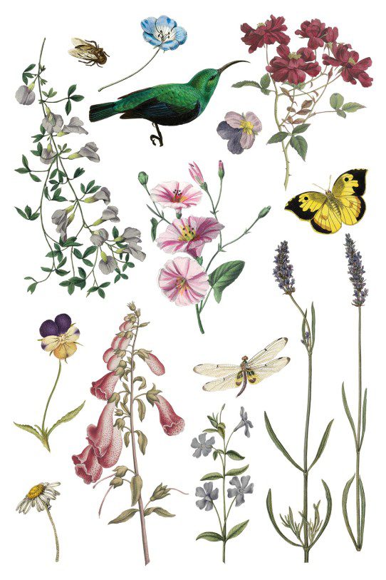 Wild Bloemen transzfer IOD oldal 2