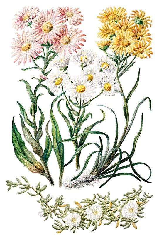 Sarah Featons Botanicals IOD Transzfer oldal 5