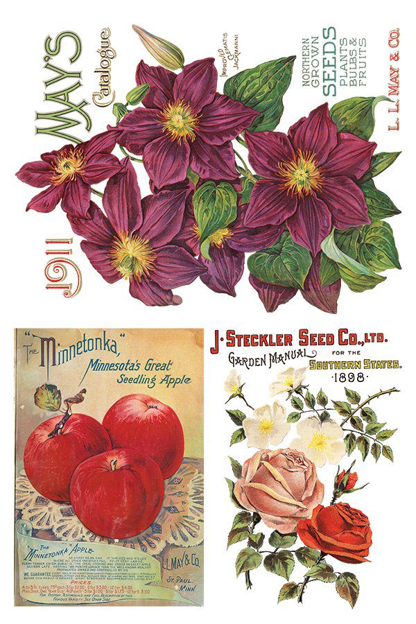 Iod transzfer seeds catalogue minta4