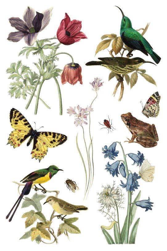 Wild Bloemen transzfer IOD oldal 7