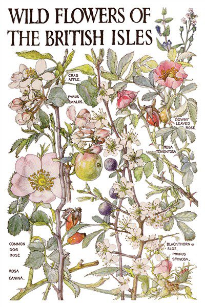 Primrose Isle IOD Transzfer oldal 1