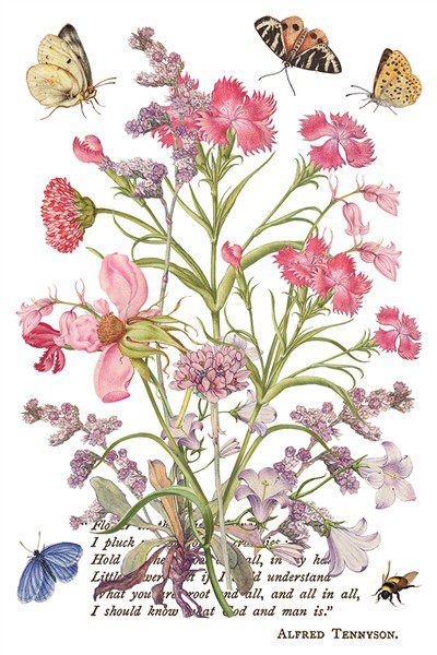 Primrose Isle IOD Transzfer oldal 5