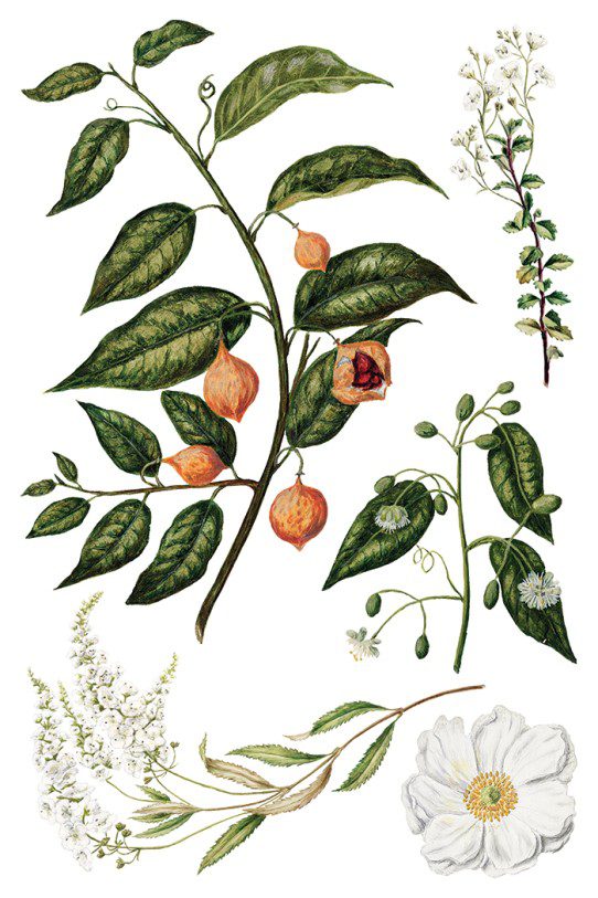 Sarah Featons Botanicals IOD Transzfer oldal 8