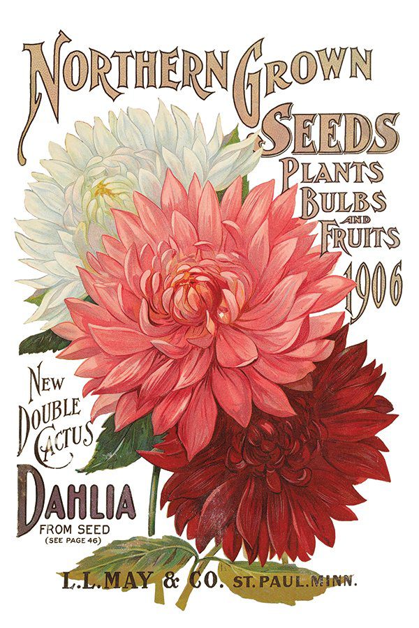 Iod transzfer seeds catalogue minta5