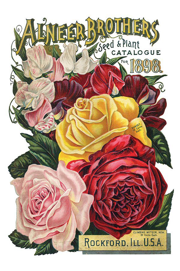 Iod transzfer seeds catalogue minta8