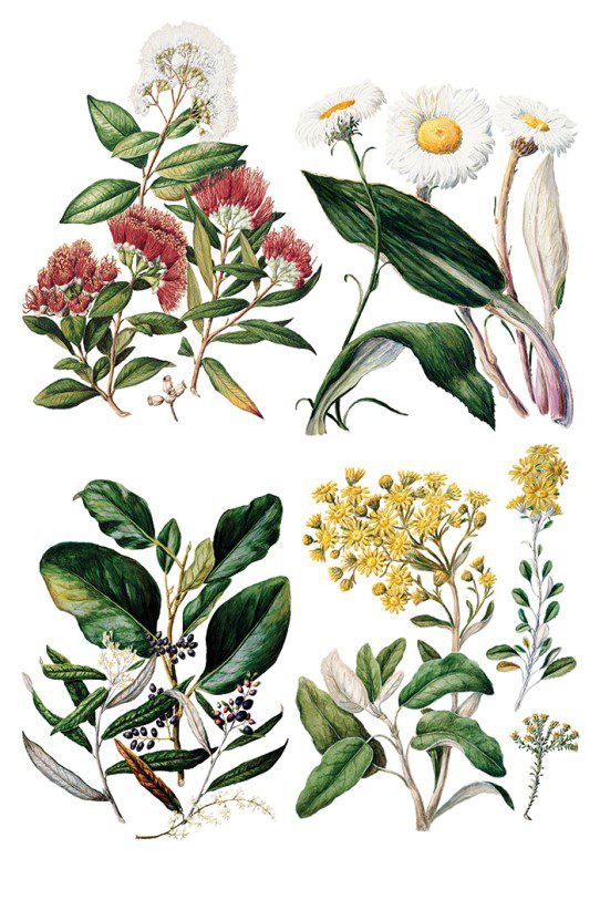 Sarah Featons Botanicals IOD Transzfer oldal 4