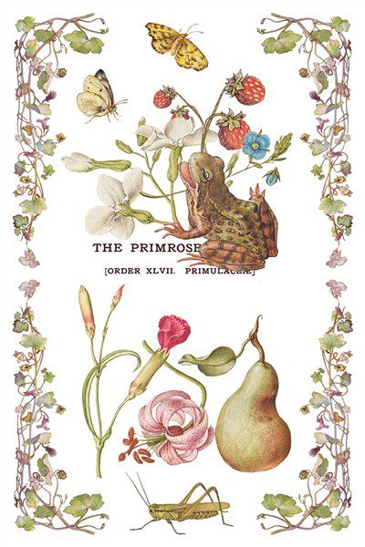 Primrose Isle IOD Transzfer oldal 6