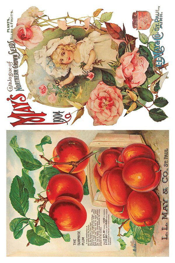 Iod transzfer seeds catalogue minta3