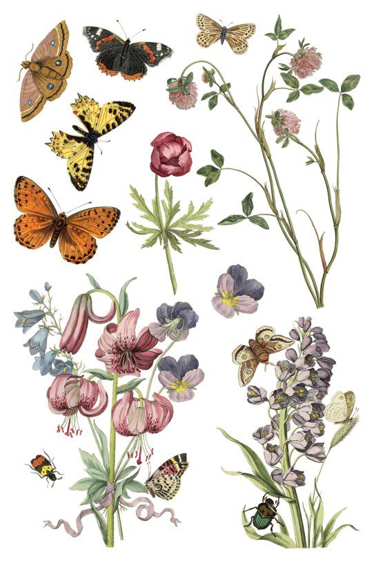 Wild Bloemen transzfer IOD oldal 3